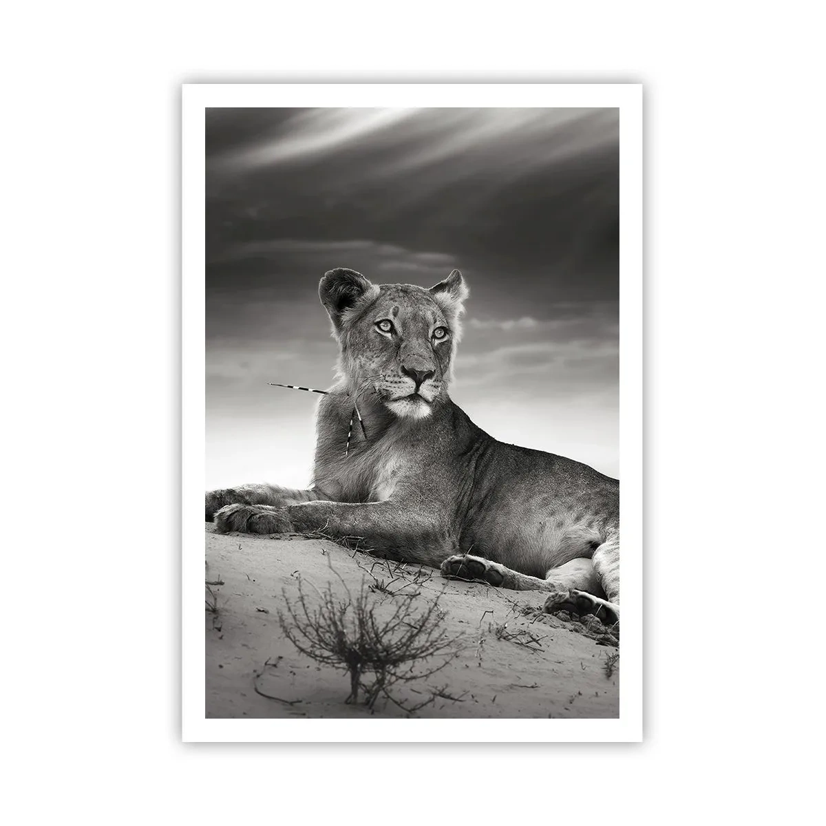 Poster - Die Königin der Wüstenruhe - 70x100 cm