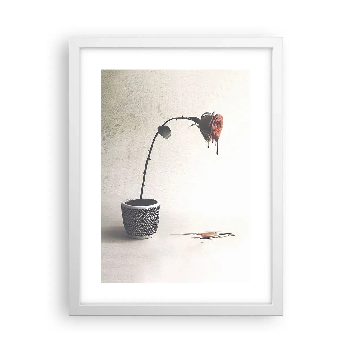 Poster in einem weißen Rahmen - Rosa dolorosa - 30x40 cm