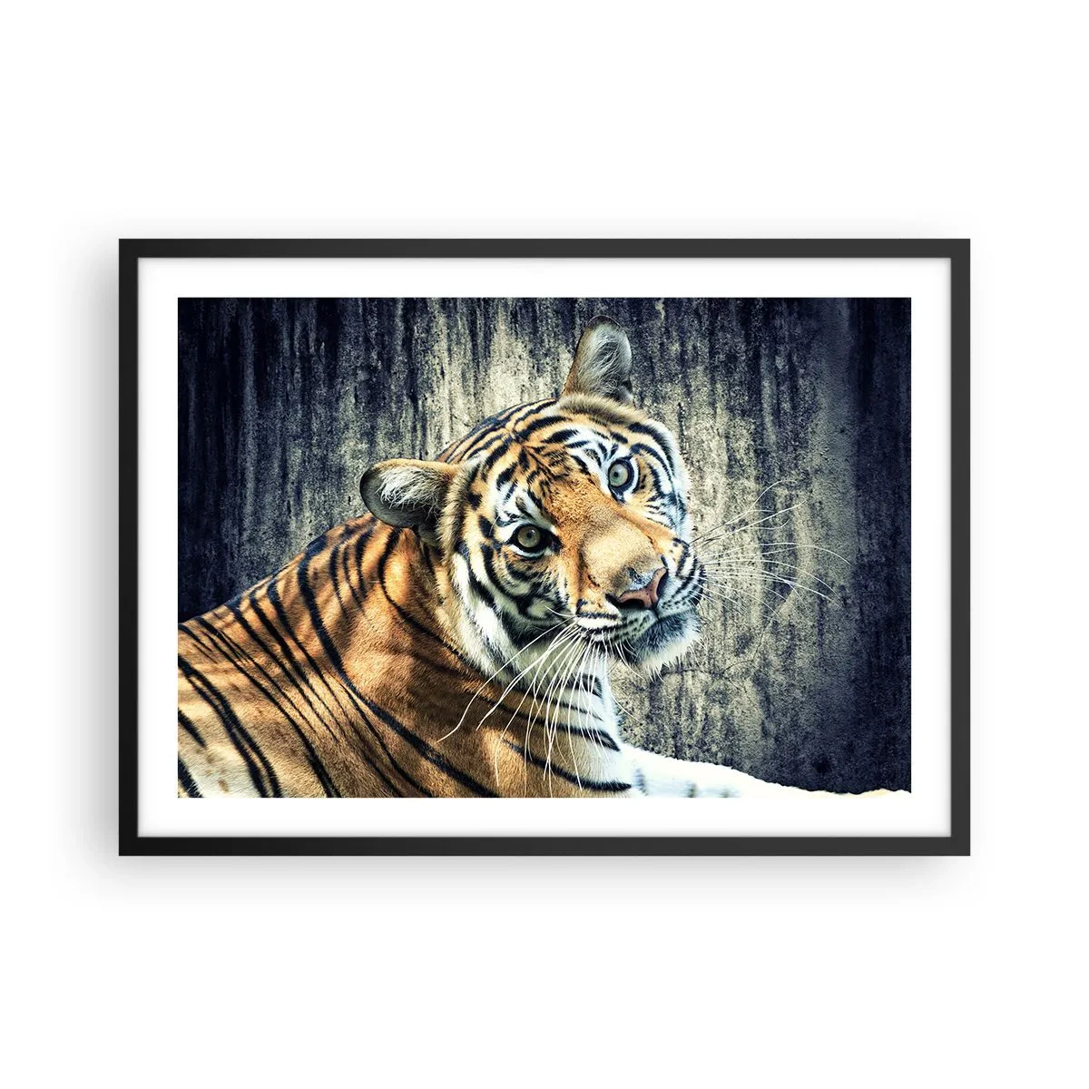 Poster in einem schwarzem Rahmen - Ein Tiger liegt an einer rauen Wand - 70x50cm - Portrait in Lichtstrahlen - Moderne Wanddekoration für Wohnzimmer und Schlafzimmer ARTTOR