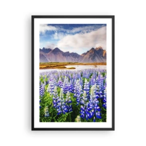 Poster in einem schwarzem Rahmen - Ein Lupinenfeld mit Bergen im Hintergrund - 50x70cm - Kraft und Strenge neben Sanftmut - Moderne Wanddekoration für Wohnzimmer und Schlafzimmer ARTTOR