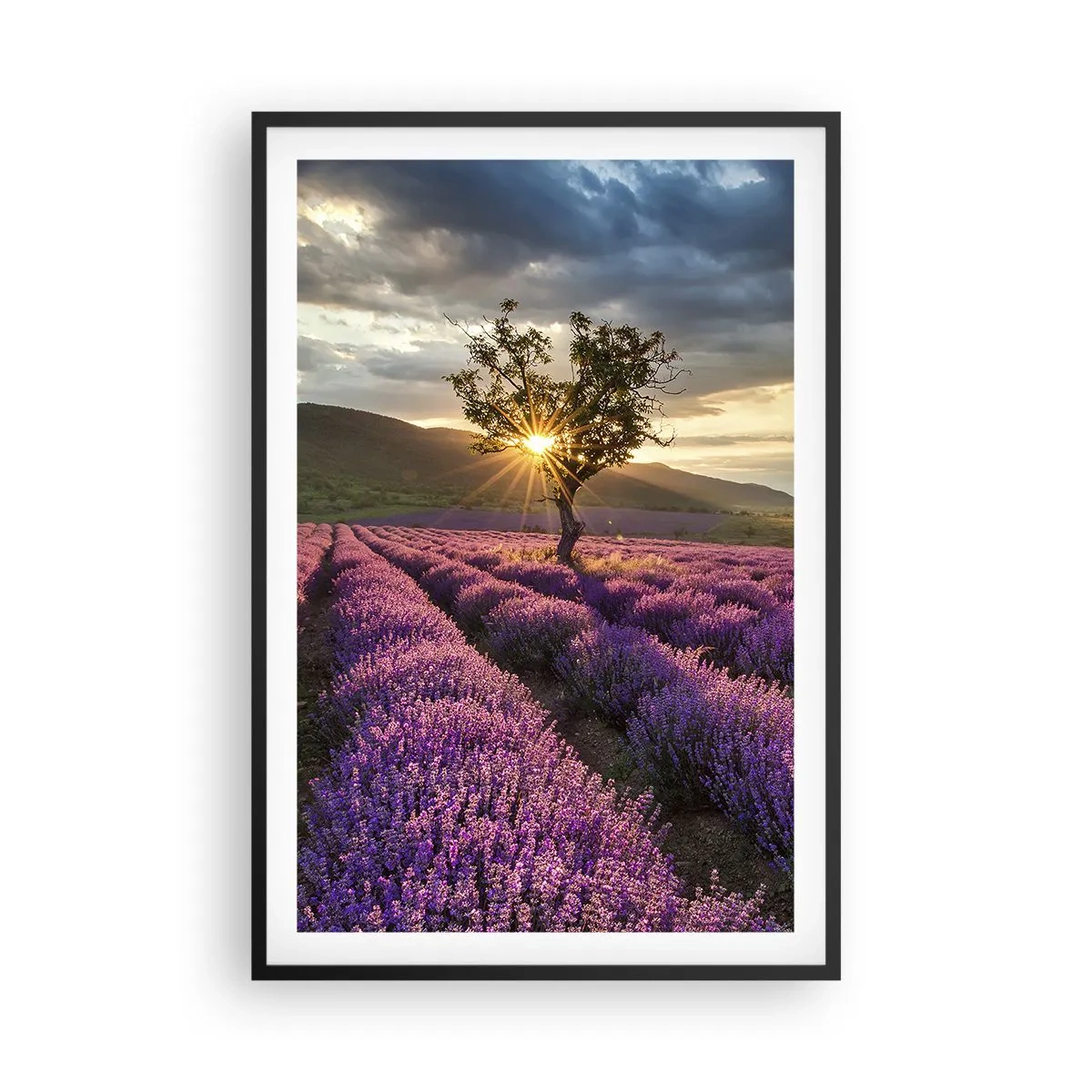 Poster in einem schwarzem Rahmen - Fliederfarbenes Aroma - 61x91 cm