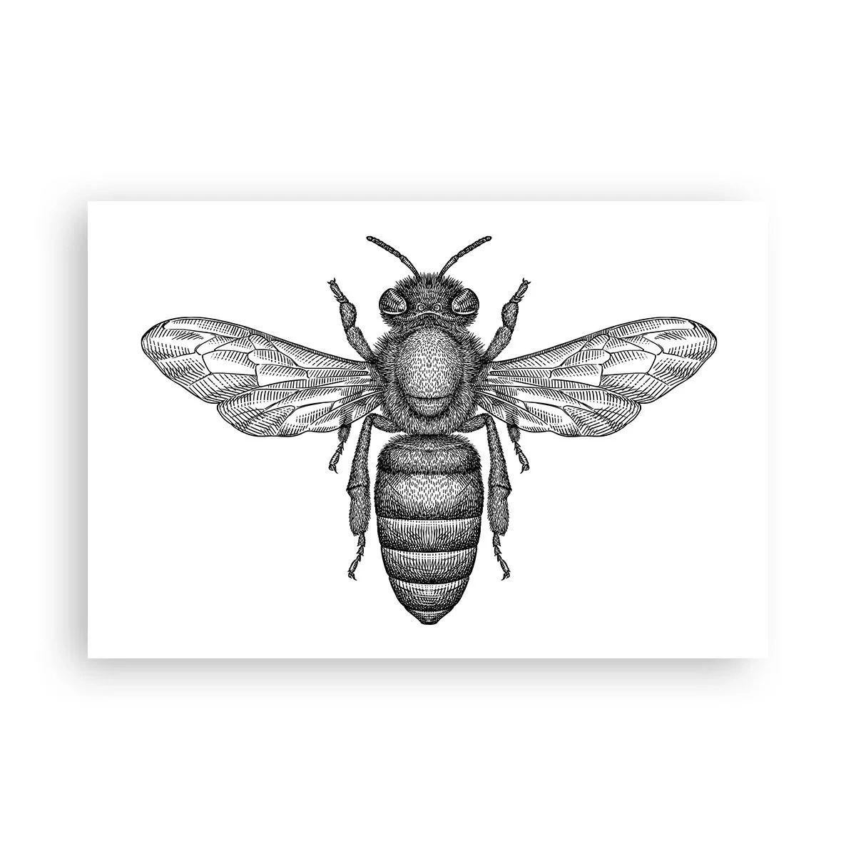 Poster - Insektenporträt - 91x61 cm