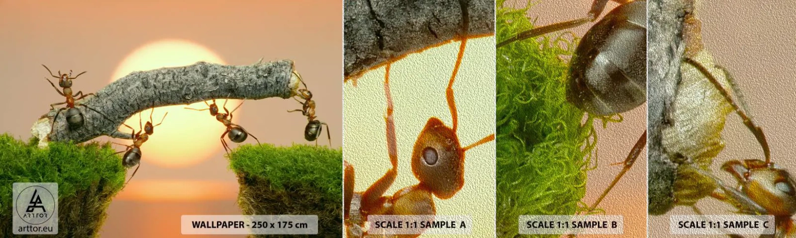 Fototapeten Muster Premium Sand - Glücklich, zusammen arbeiten - Natur, Ameisen, Sonnenuntergang - 100x30 cm