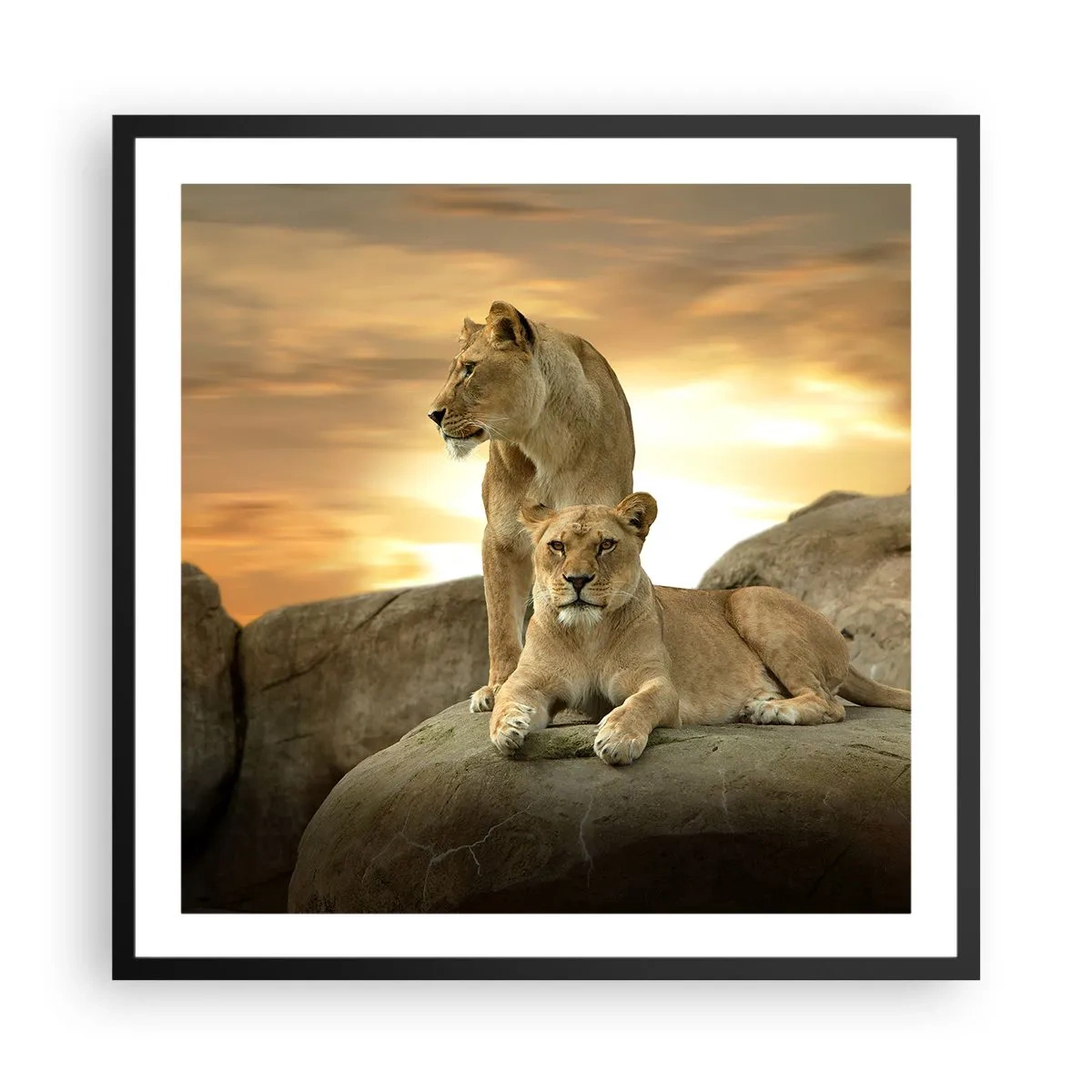 Poster in einem schwarzem Rahmen - Königliche Majestät - 60x60 cm