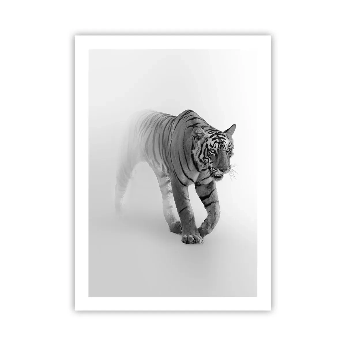 Poster - Ein schwarz-weißer Tiger taucht aus dem Nebel auf - 50x70cm - Im Nebel gelauert - Moderne Wanddekoration für Wohnzimmer und Schlafzimmer ARTTOR