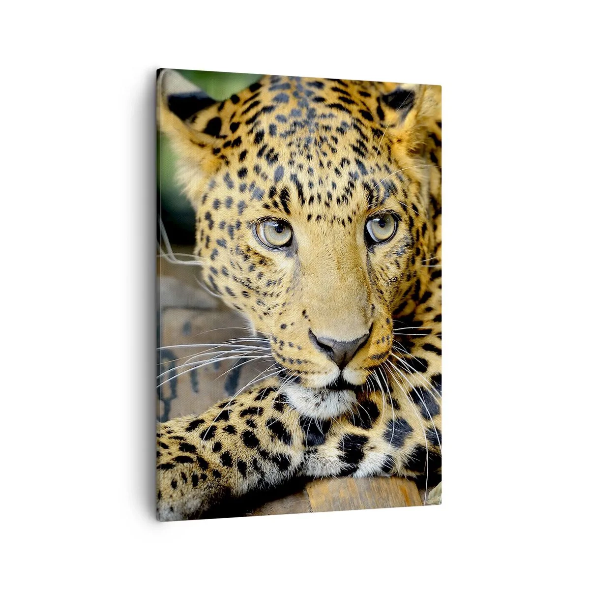Bild auf Leinwand - Leinwandbild - Porträt eines Leoparden in seiner natürlichen Umgebung - 50x70cm - Keine Angst, komm mal her - Moderne Wanddekoration für Wohnzimmer und Schlafzimmer ARTTOR