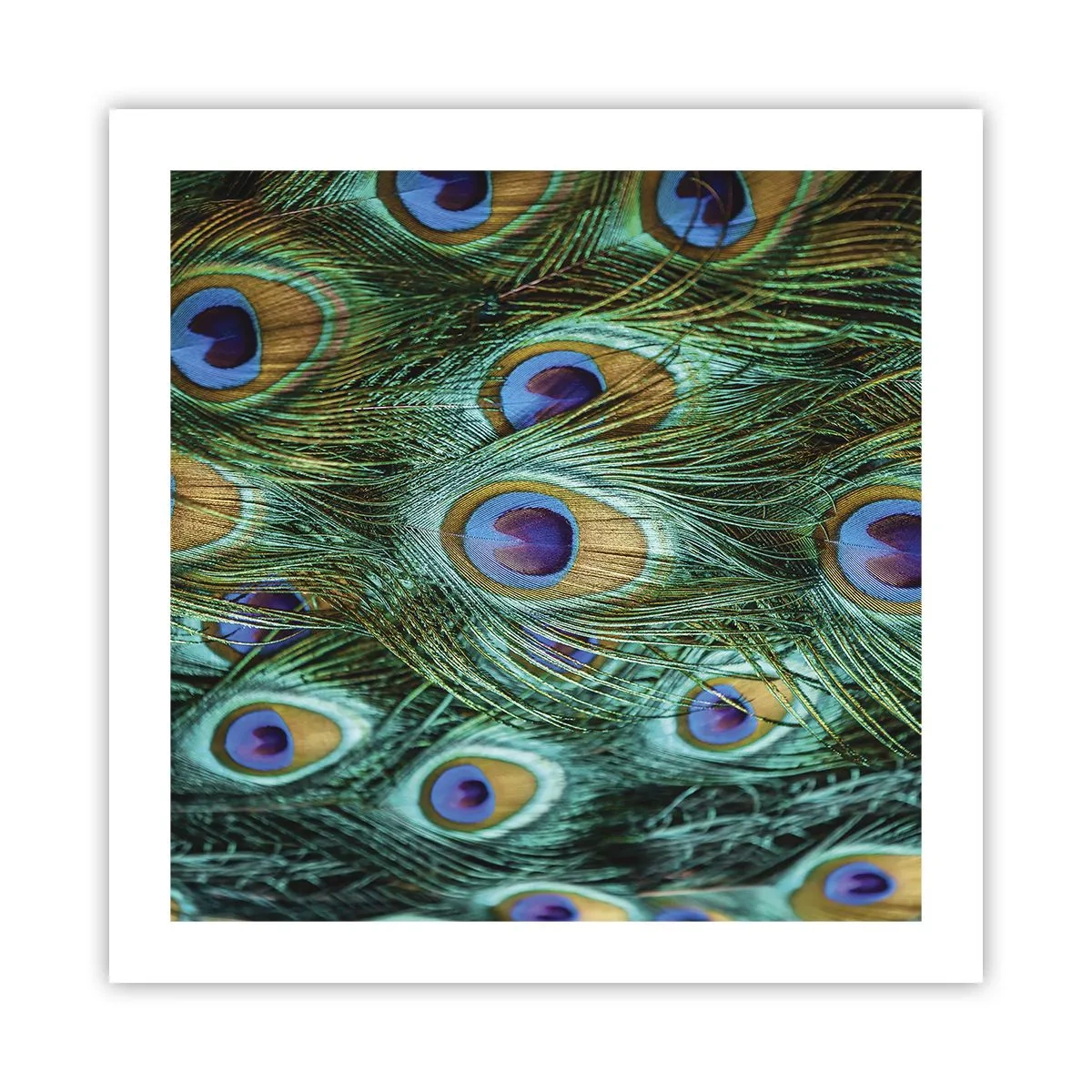 Poster - Ein Blick mit Pfauenaugen - 50x50 cm