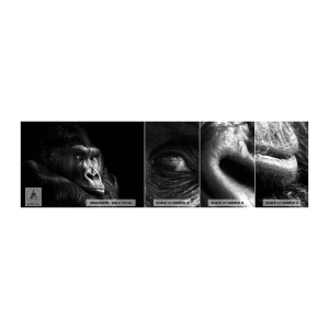 Fototapeten Muster Selbstklebend Deluxe Sticker - Und was guckst du so? - Affe, Gorilla, Tiere - 100x30 cm