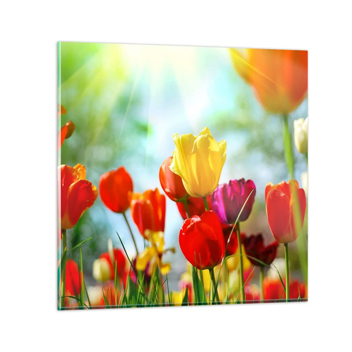Glasbild - Bild auf glas - Alle Farben der Sonne - 40x40 cm