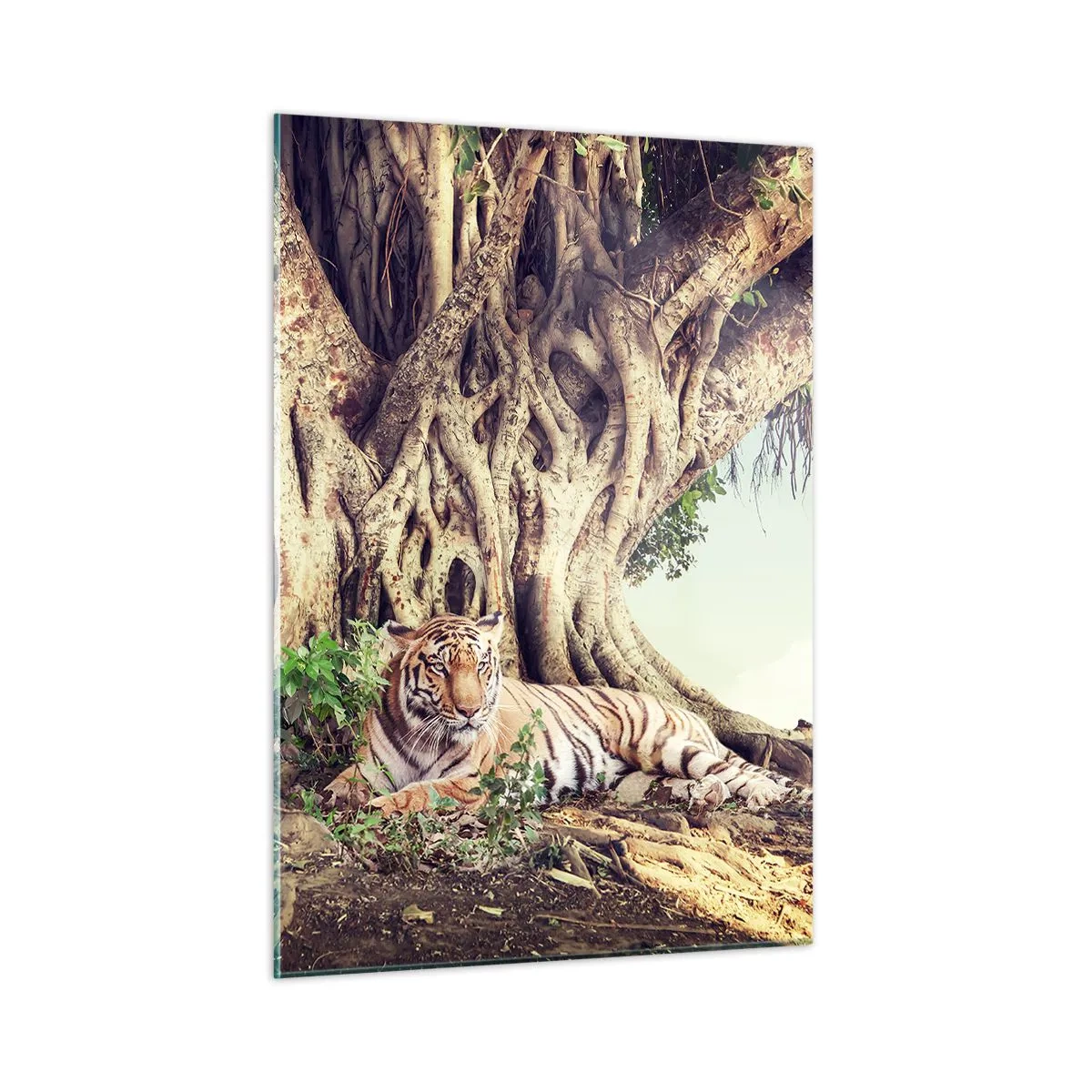 Glasbild - Bild auf glas - Ein Tiger liegt unter einem ausladenden Baum im Dschungel - 50x70cm - Blick aus dem Buch Genesis - Moderne Wanddekoration für Wohnzimmer und Schlafzimmer ARTTOR