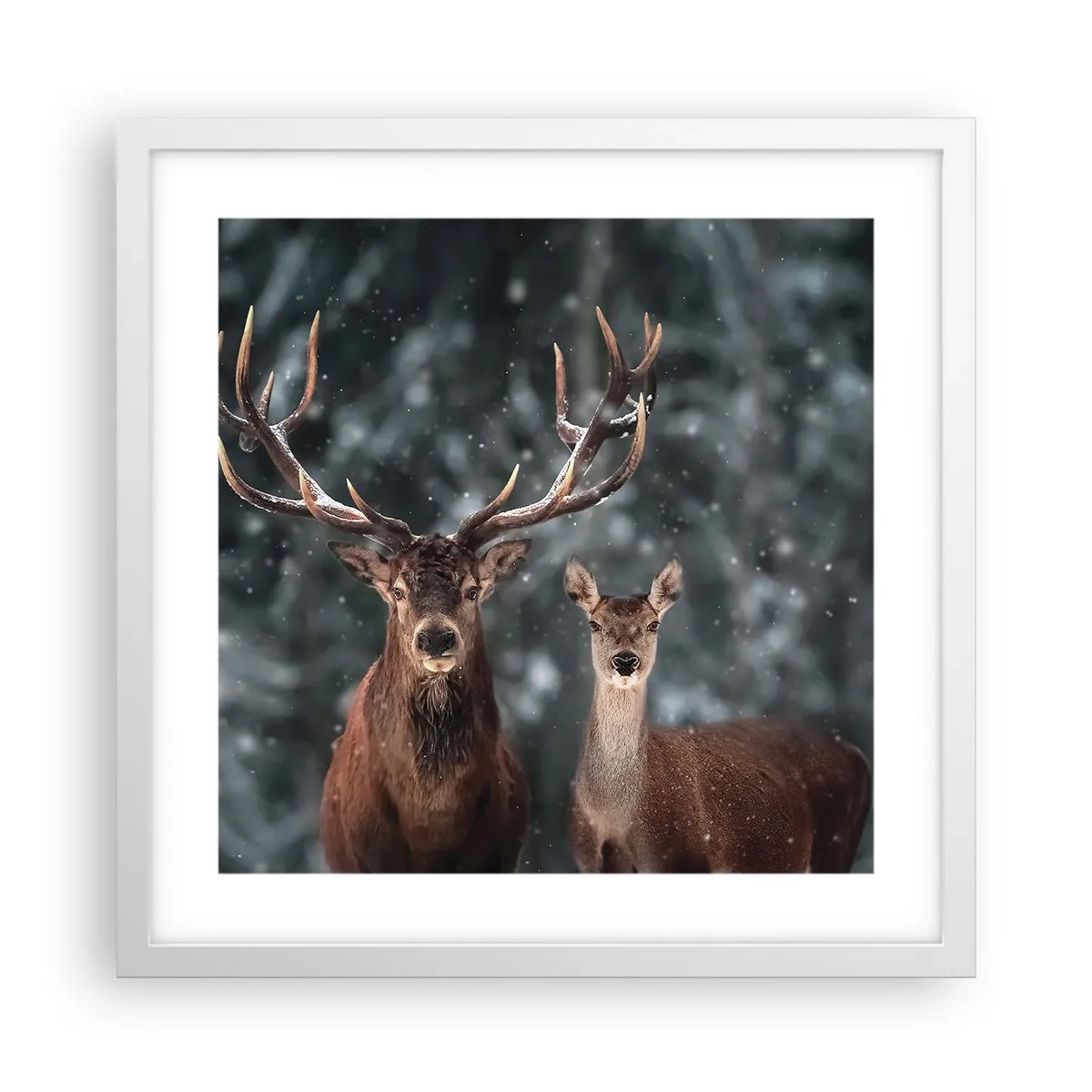 Poster in einem weißen Rahmen - Herr des Waldes mit seiner Frau - 40x40 cm