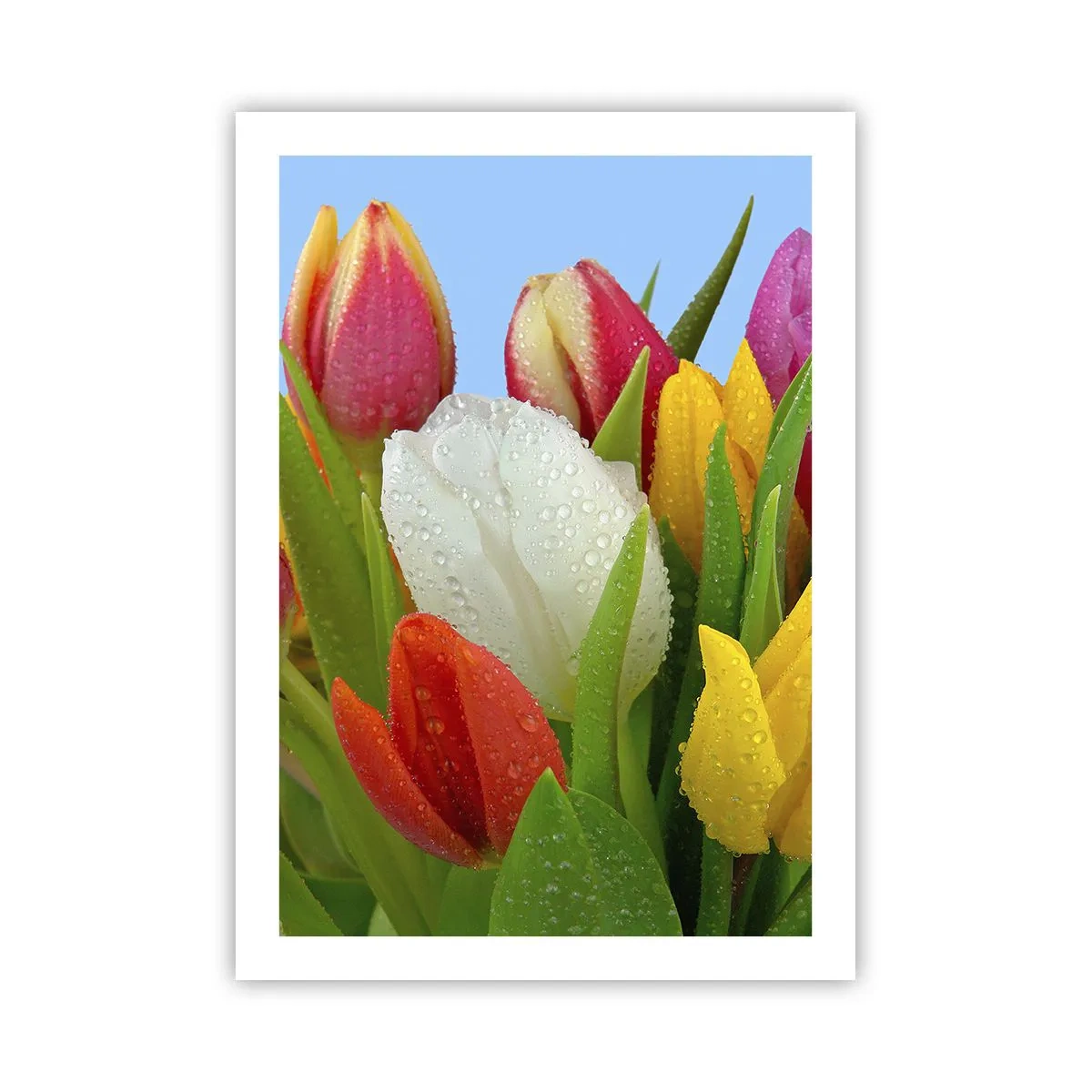 Poster - Bunte Tulpen mit Tautropfen auf ihren Blütenblättern - 50x70cm - Ein blumiger Regenbogen in Tautropfen - Moderne Wanddekoration für Wohnzimmer und Schlafzimmer ARTTOR