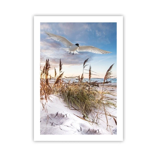 Poster - Ein Vogel im Flug über die Dünen und das Meer bei Sonnenuntergang - 50x70cm - Wind vom Meer - Moderne Wanddekoration für Wohnzimmer und Schlafzimmer ARTTOR