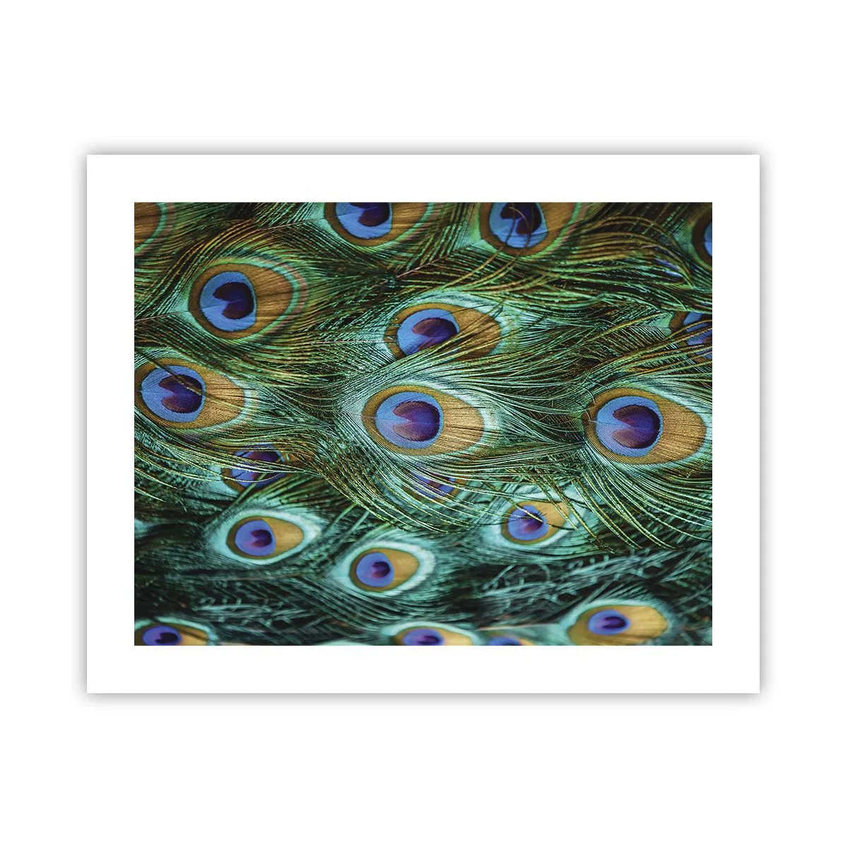 Poster - Ein Blick mit Pfauenaugen - 50x40 cm