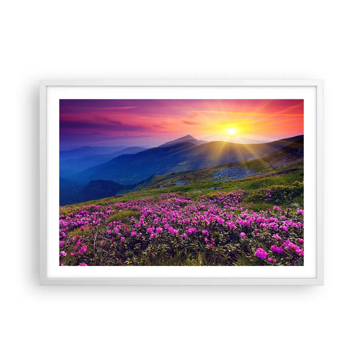 Poster in einem weißen Rahmen - … Und drumherum duftet es nach Latschenkiefer und dem Duft von Kräutern - 70x50 cm