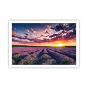 Poster - Lavendel Welt - 91x61 cm