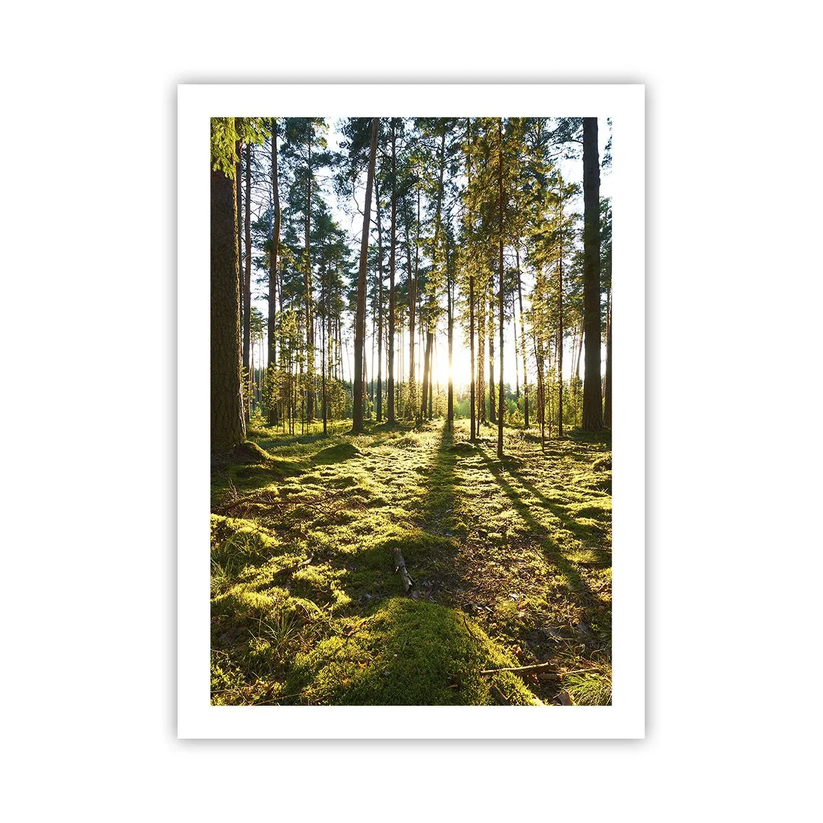 Poster - Grüner Wald am Morgen mit den Strahlen der aufgehenden Sonne - 50x70cm - … Hinter den sieben Wäldern - Moderne Wanddekoration für Wohnzimmer und Schlafzimmer ARTTOR