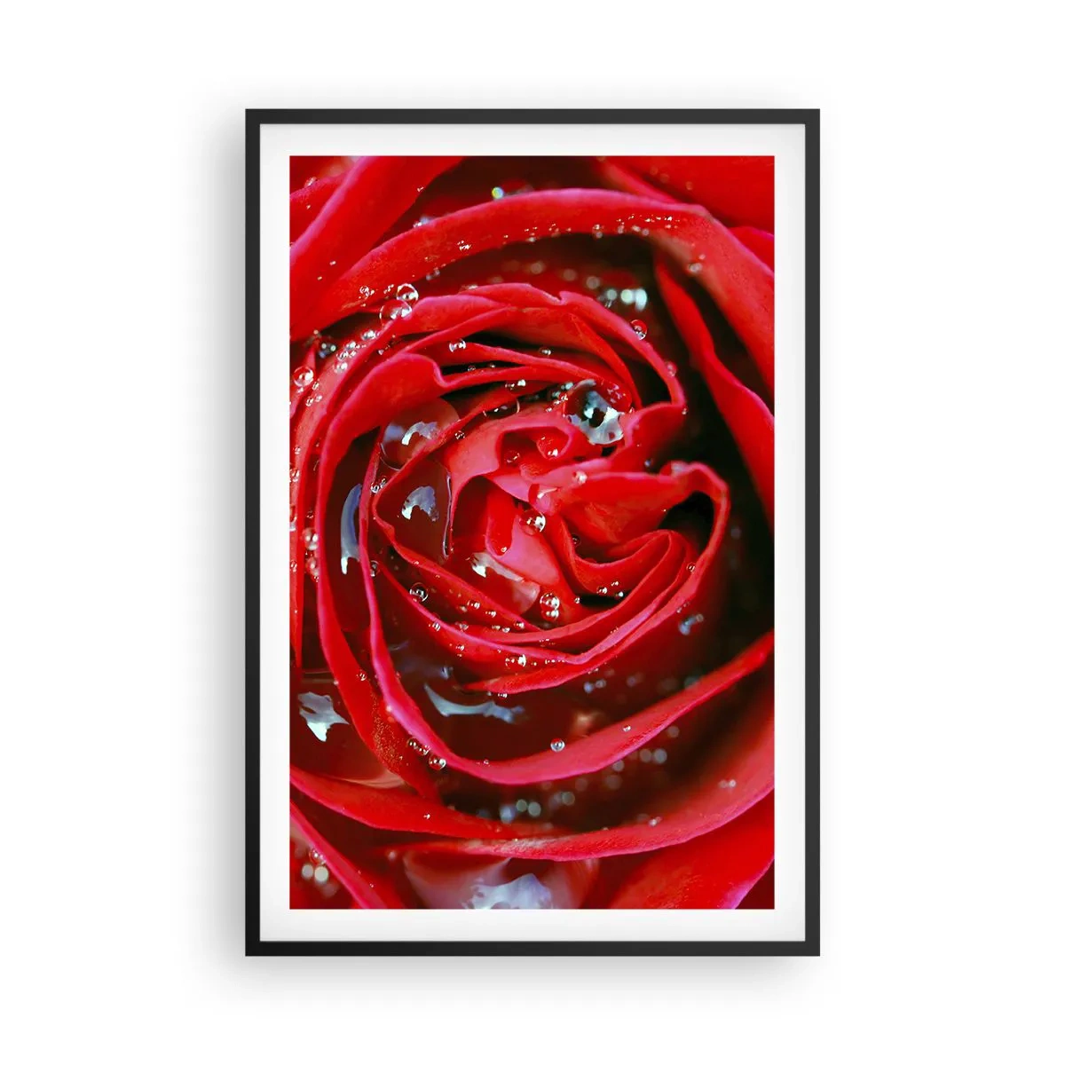 Poster in einem schwarzem Rahmen - In den Tautropfen - 61x91 cm