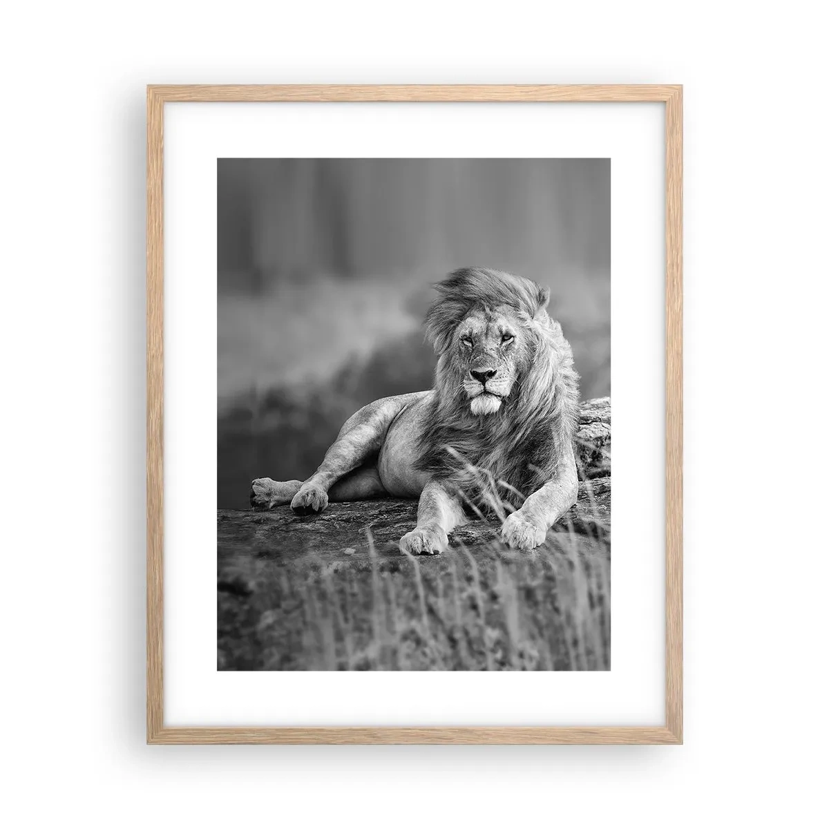 Poster in einem Rahmen aus heller Eiche - Königliche Siesta - 40x50 cm