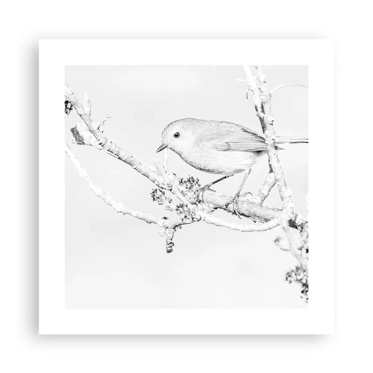 Poster - Wintermorgen - 40x40 cm