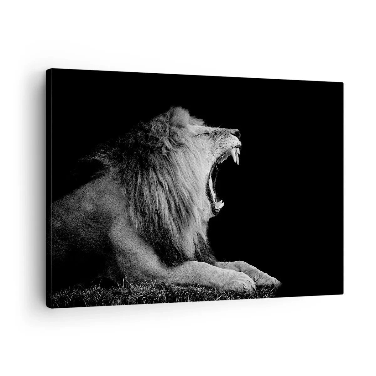 Bild auf Leinwand - Leinwandbild - Ein brüllender Löwe auf schwarzem Hintergrund in Schwarz-Weiß-Tönen - 70x50cm - Ohne Zweifel - Moderne Wanddekoration für Wohnzimmer und Schlafzimmer ARTTOR