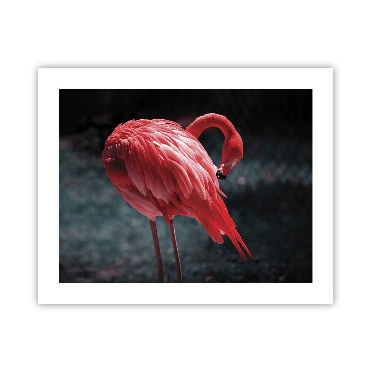 Poster - Ein purpurrotes Gedicht der Natur - 50x40 cm