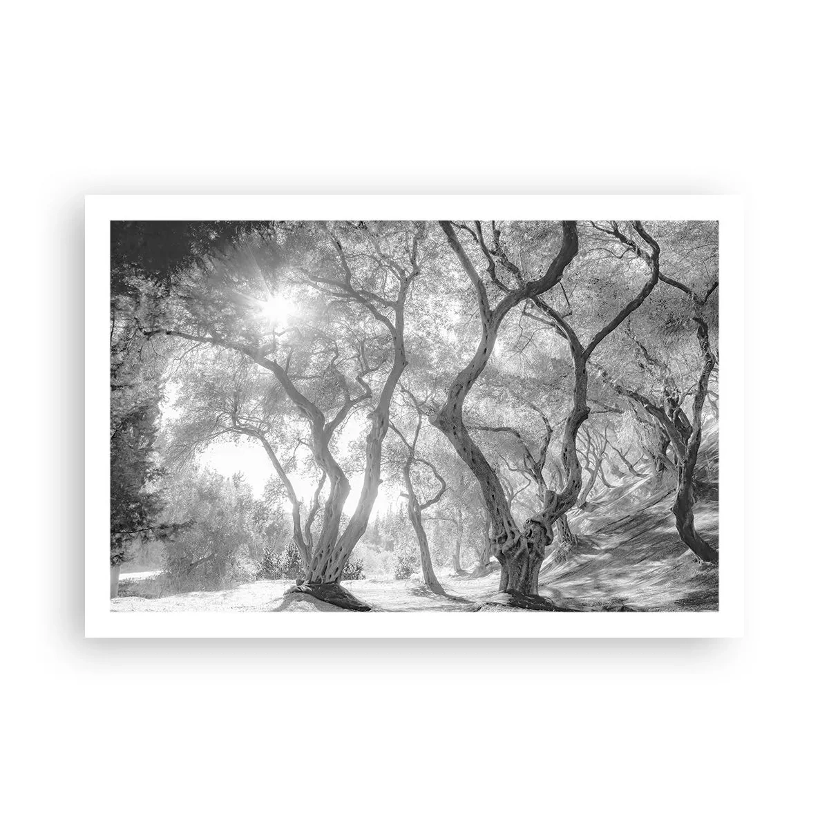 Poster - Im Olivenhain - 91x61 cm