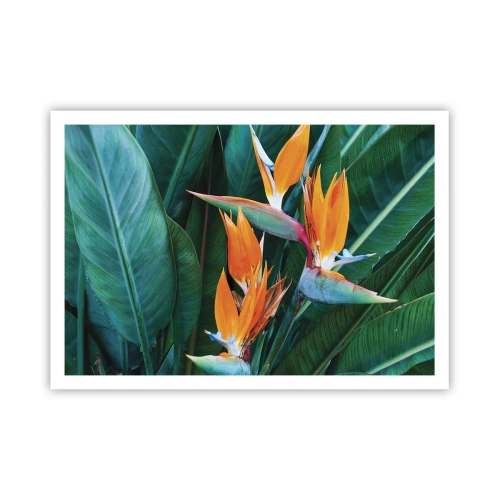 Poster - Exotische Strelitzienblüten, umgeben von grünen Blättern - 100x70cm - Ist es eine Blume oder ist es ein Vogel? - Moderne Wanddekoration für Wohnzimmer und Schlafzimmer ARTTOR