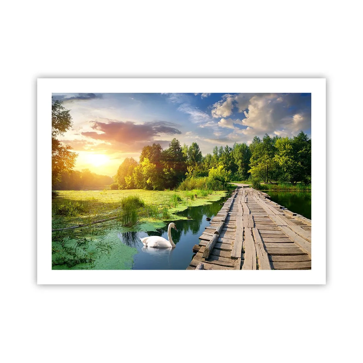 Poster - Sommer, Sommer überall - 70x50 cm