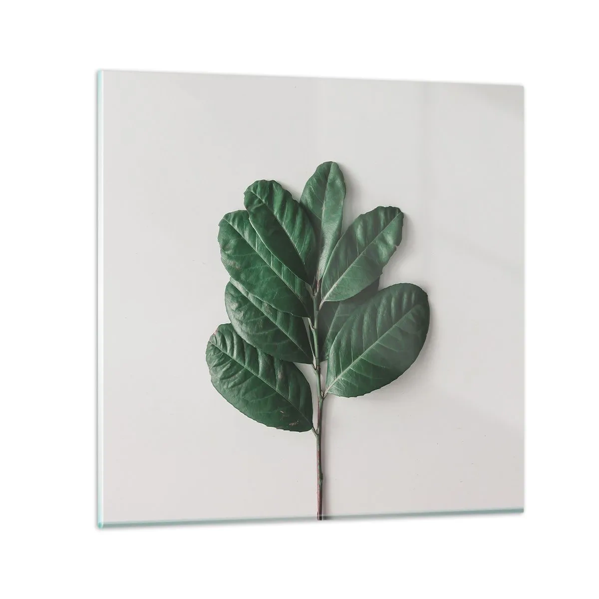 Glasbild - Bild auf glas - Eine Zeichnung purer Natur - 40x40 cm