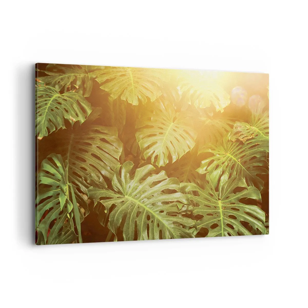 Bild auf Leinwand - Leinwandbild - Monstera-Blätter im Sonnenlicht vor einem natürlichen Hintergrund - 120x80cm - Ins Grüne tretren... - Moderne Wanddekoration für Wohnzimmer und Schlafzimmer ARTTOR