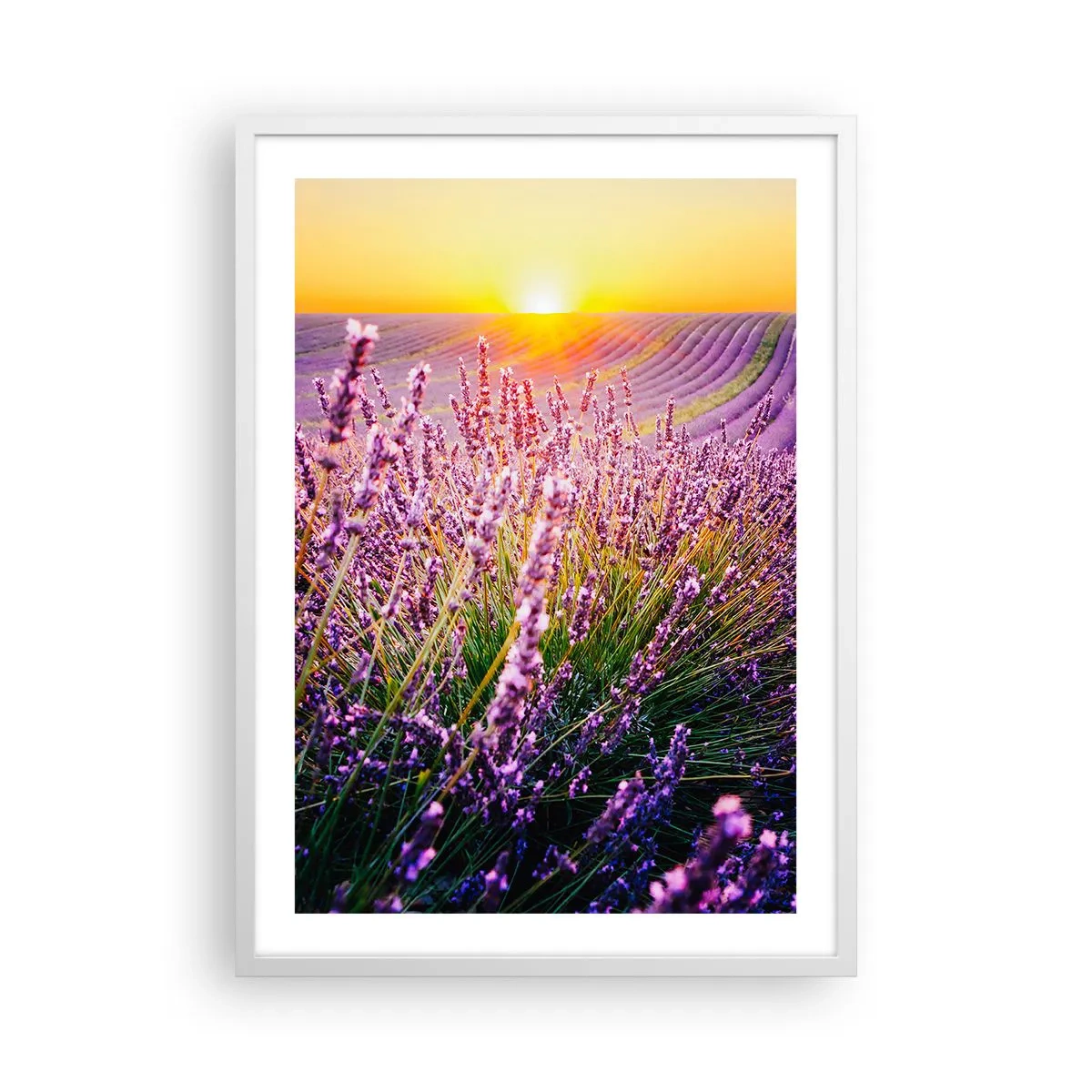 Poster in einem weißen Rahmen - Duftende Kornfelder - 50x70 cm