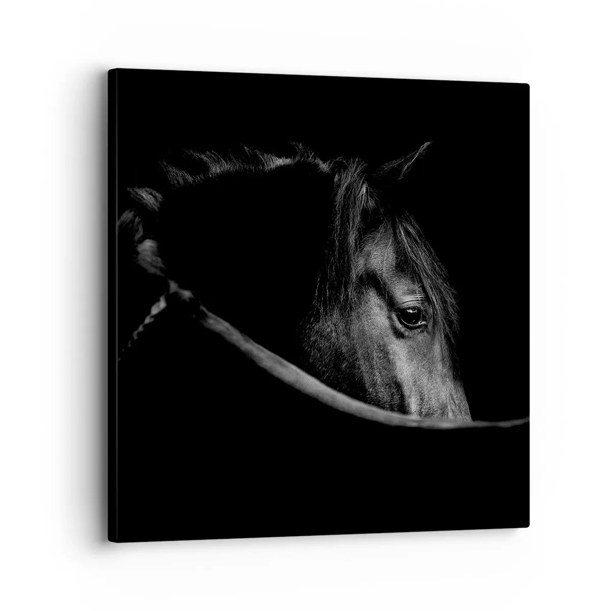 Bild auf Leinwand - Leinwandbild - Schwarzer Prinz - 30x30 cm