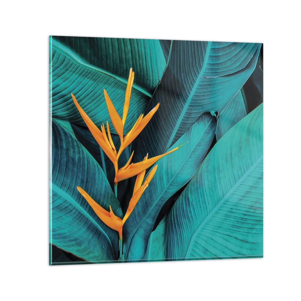 Glasbild - Bild auf glas - Eden-Blume - 50x50 cm