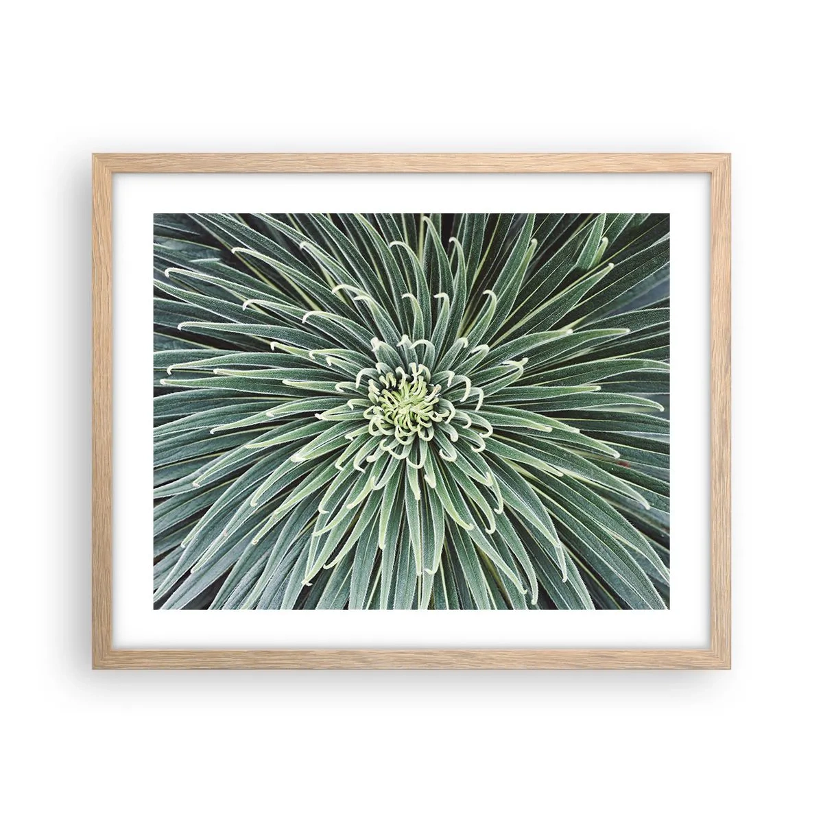 Poster in einem Rahmen aus heller Eiche - Ein Star ist geboren - 50x40 cm