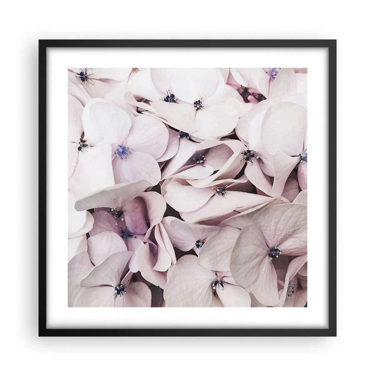 Poster in einem schwarzem Rahmen - In einer Blumenflut - 50x50 cm