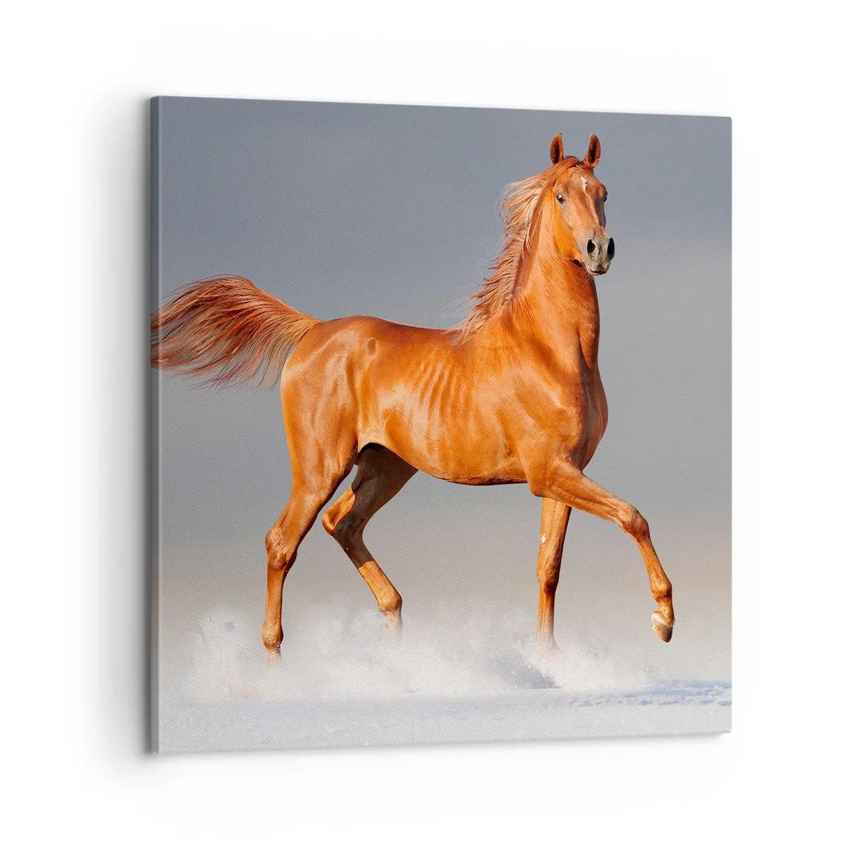 Bild auf Leinwand - Leinwandbild - Tanzende Anmut - 60x60 cm