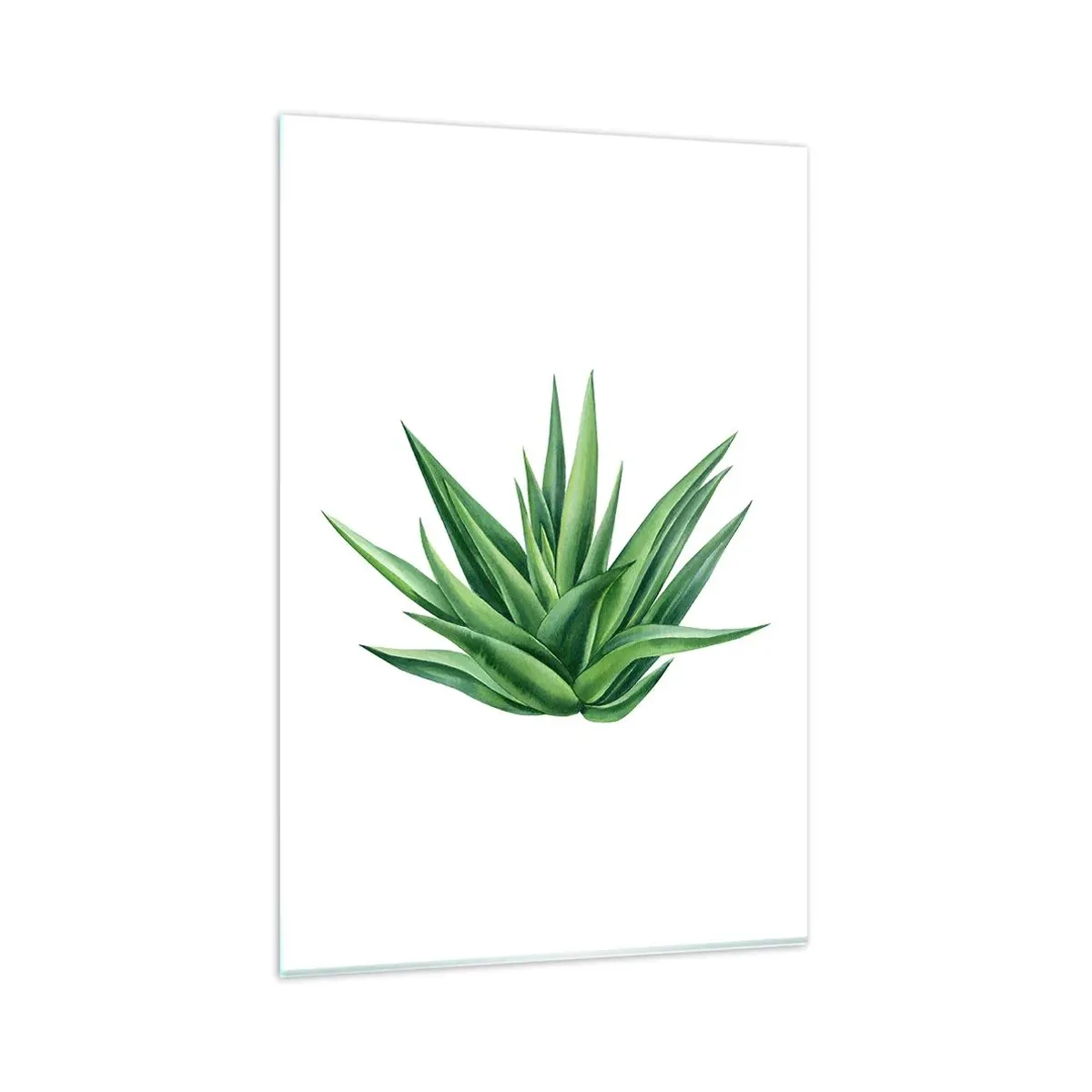 Glasbild - Bild auf glas - Eine saftige grüne Pflanze auf weißem Hintergrund - 80x120cm - Grün – Kraft – Leben - Moderne Wanddekoration für Wohnzimmer und Schlafzimmer ARTTOR
