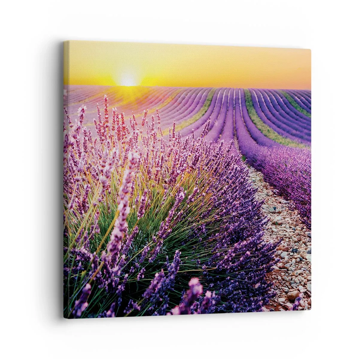 Bild auf Leinwand - Leinwandbild - Duftende Kornfelder - 30x30 cm