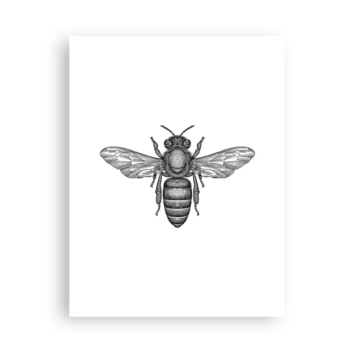 Poster - Insektenporträt - 30x40 cm