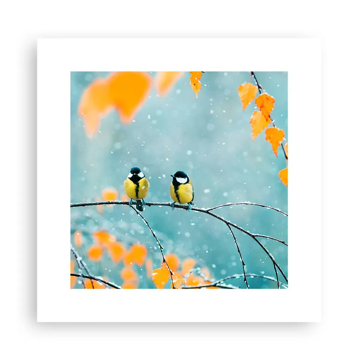 Poster - Vogelklatsch - 30x30 cm