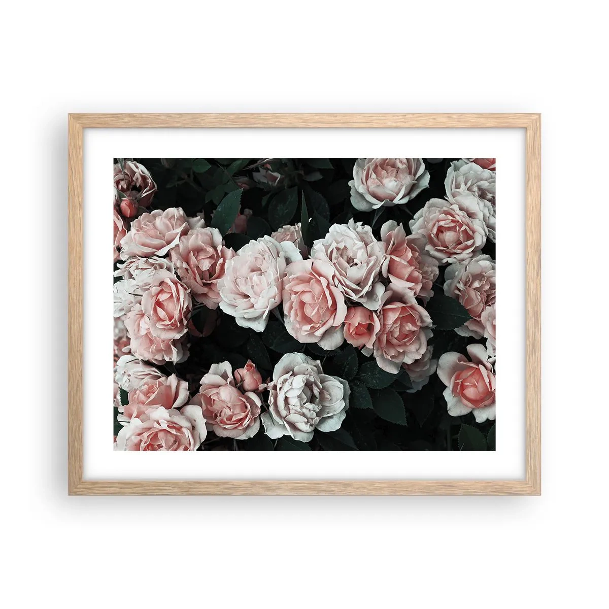 Poster in einem Rahmen aus heller Eiche - Rosen-Ensemble - 50x40 cm