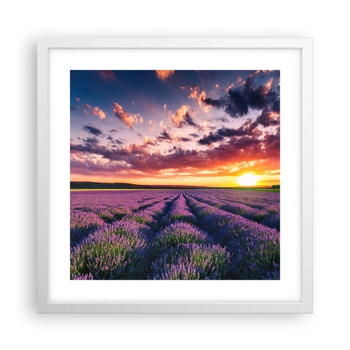 Poster in einem weißen Rahmen - Lavendel Welt - 40x40 cm