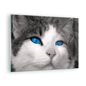 Glasbild - Bild auf glas - Ein Schwarzweißfoto einer Katze mit intensiv blauen Augen. - 70x50cm - Ungewöhnlich blauäugig - Moderne Wanddekoration für Wohnzimmer und Schlafzimmer ARTTOR