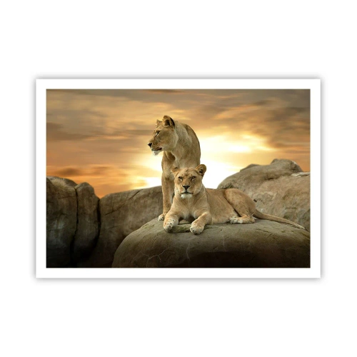 Poster - Zwei Löwinnen ruhen bei Sonnenuntergang auf einem Felsen - 100x70cm - Königliche Majestät - Moderne Wanddekoration für Wohnzimmer und Schlafzimmer ARTTOR