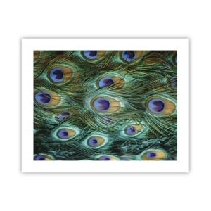 Poster - Ein Blick mit Pfauenaugen - 50x40 cm