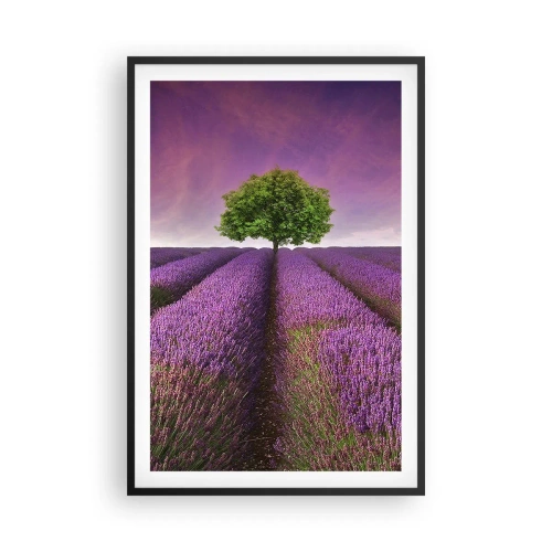Poster in einem schwarzem Rahmen - Auf Lavendelfeldern - 61x91 cm