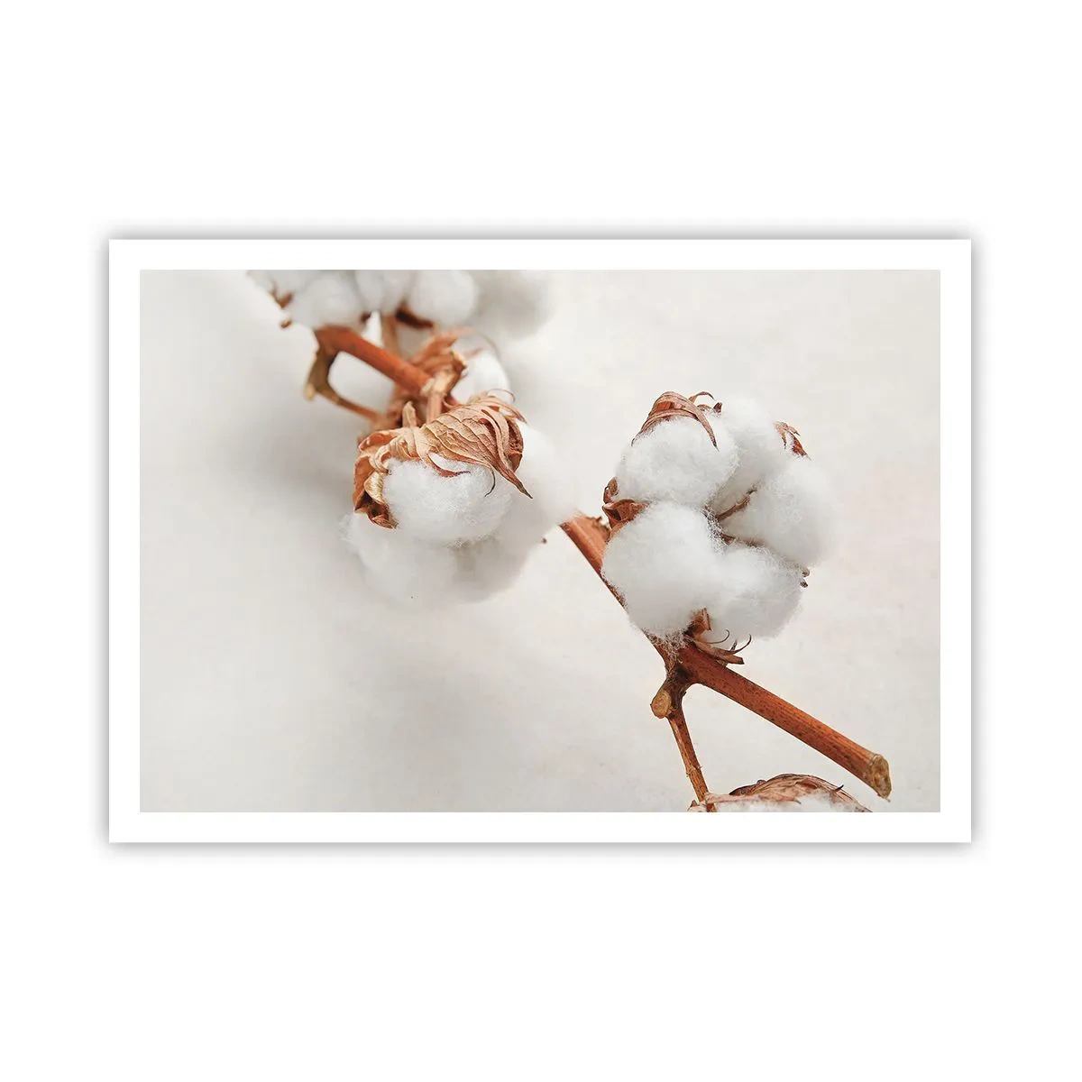 Poster - Ein Zweig Baumwolle auf dezentem Untergrund - 100x70cm - Nur umarmen - Moderne Wanddekoration für Wohnzimmer und Schlafzimmer ARTTOR