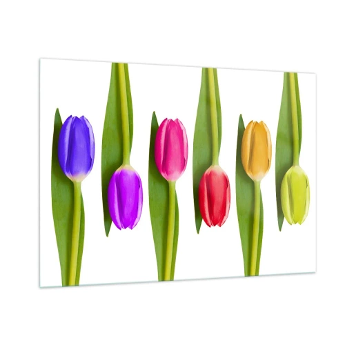 Glasbild - Bild auf glas - Bunte Tulpen auf weißem Hintergrund angeordnet - 100x70cm - Regenbogenkomposition - Moderne Wanddekoration für Wohnzimmer und Schlafzimmer ARTTOR