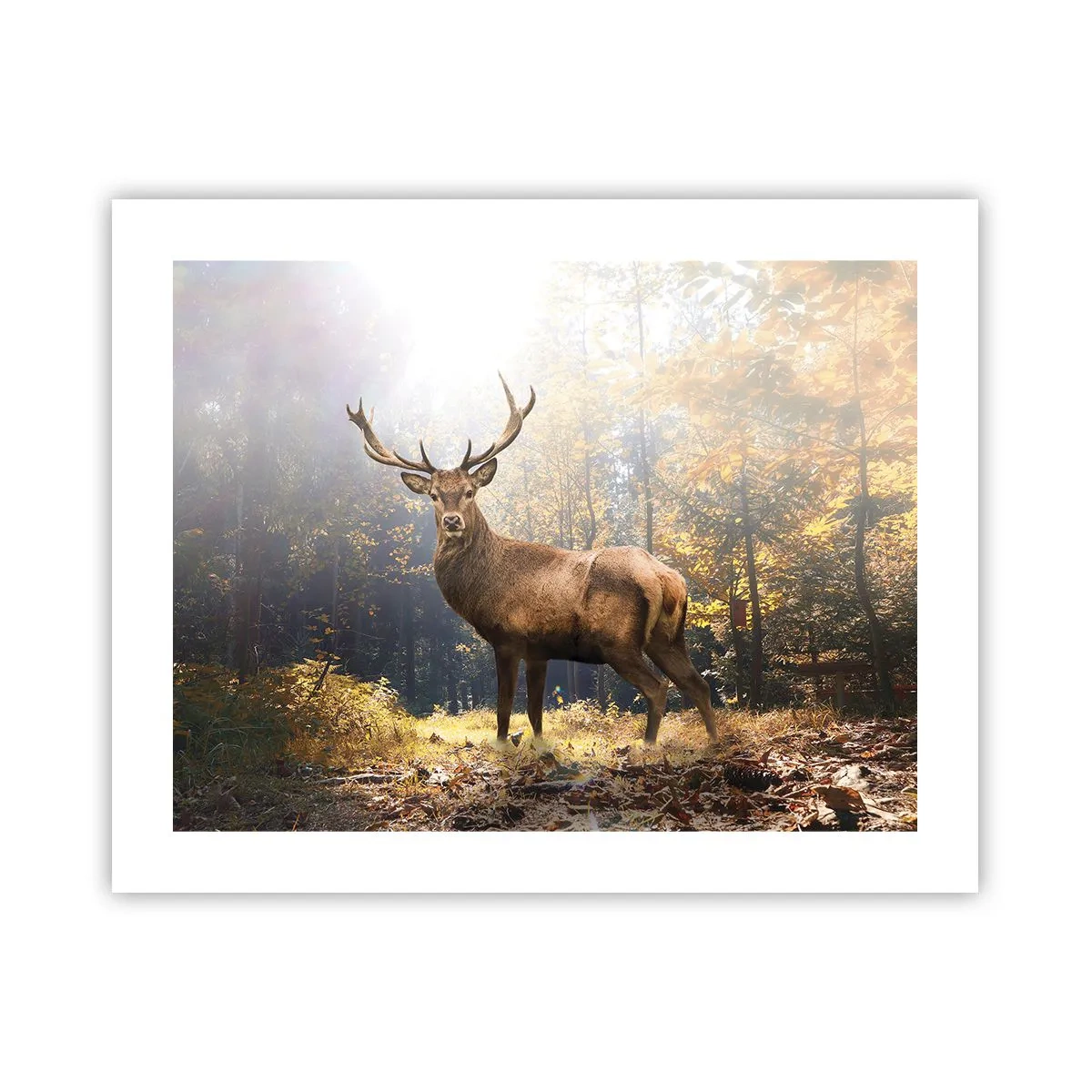 Poster - In voller Majestät - 50x40 cm